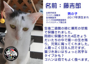 藤吉郎（とうきちろう）