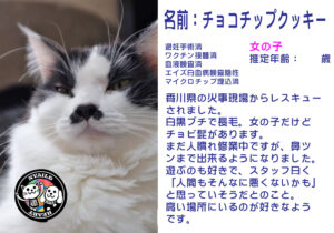 チョコチップクッキー