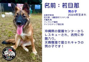 若旦那（わかだんな）