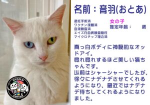 音羽（おとあ）