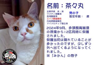 茶々丸（ちゃちゃまる）