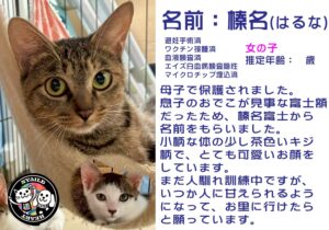 榛名（はるな）