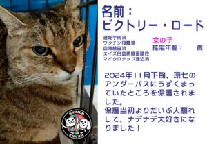 ビクトリー・ロード