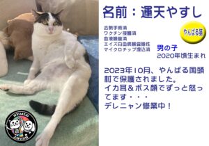 運天やすし（うんてんやすし）